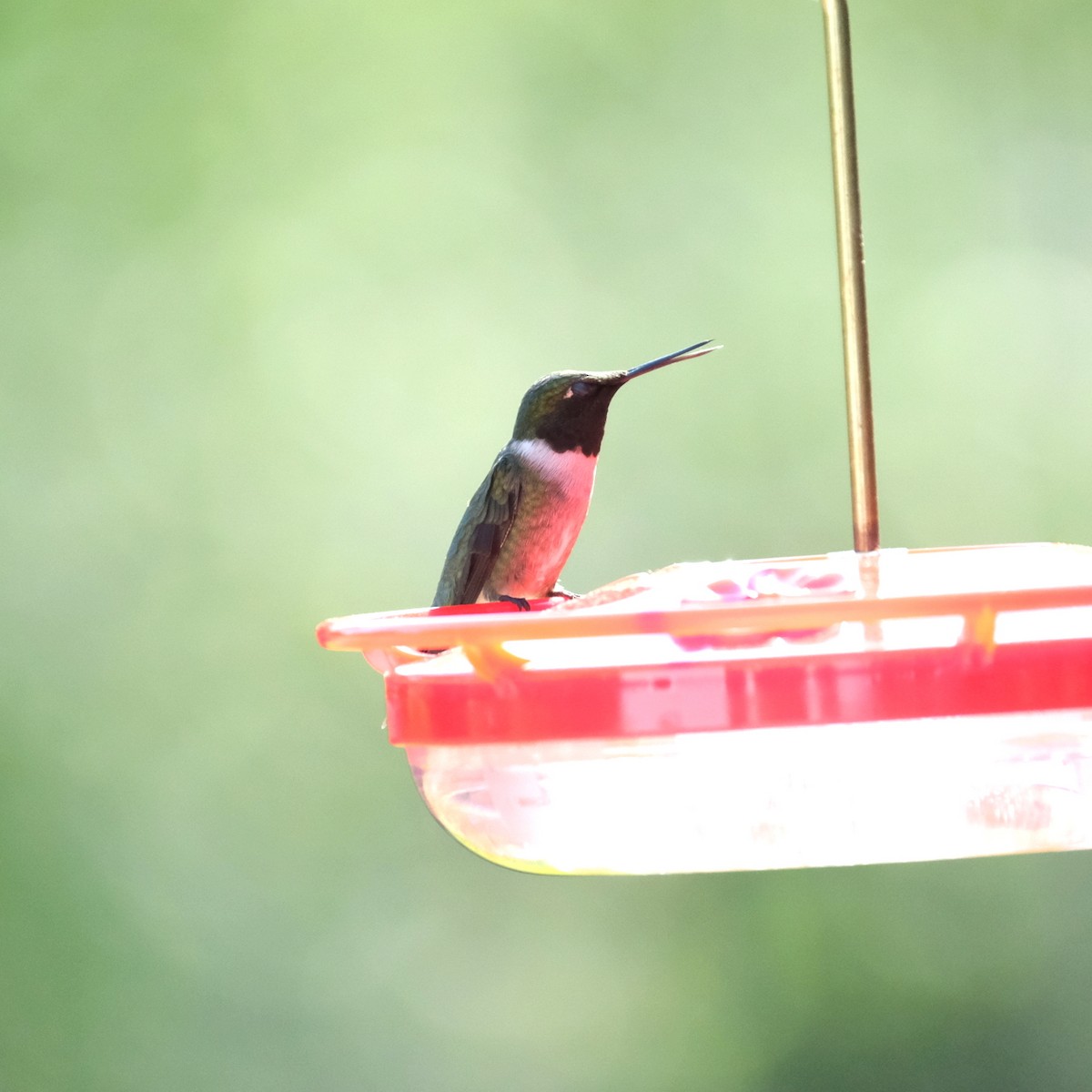 Ruby-throated Hummingbird - ML619280539