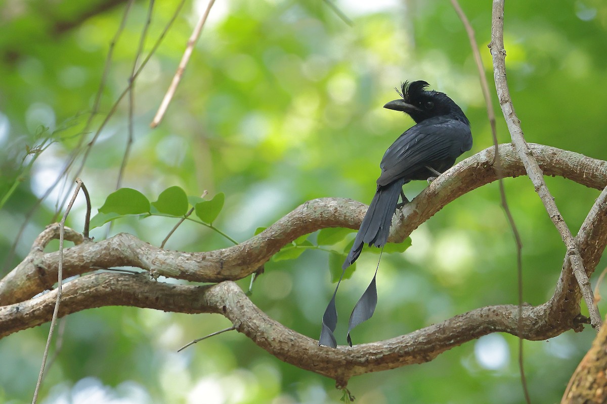 Greater Racket-tailed Drongo - ML619280634