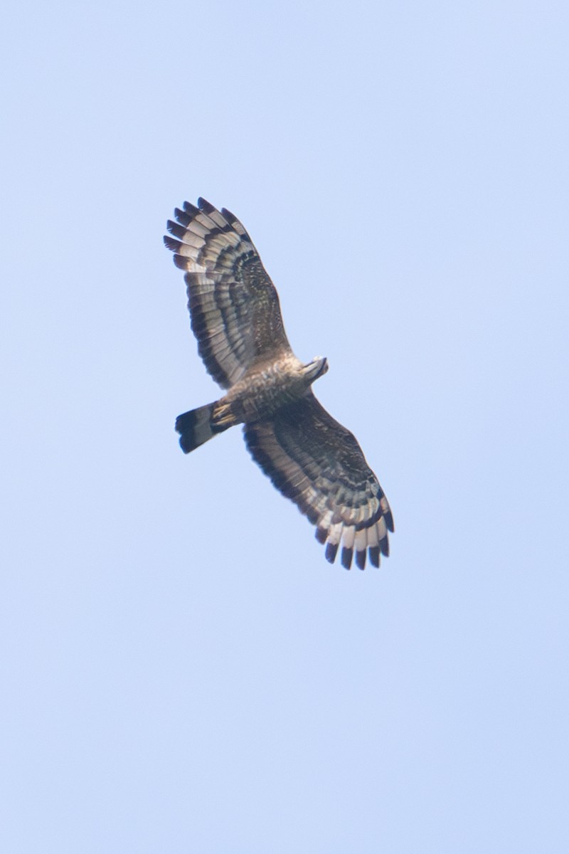 Blyth's Hawk-Eagle - ML619280666