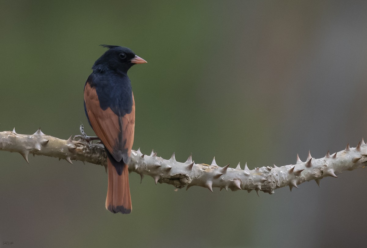 Crested Bunting - ML619280720
