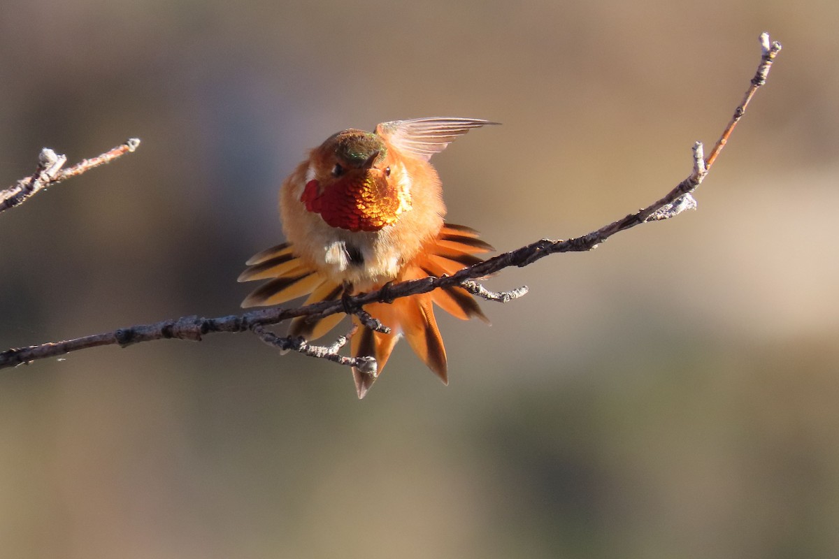 Rufous Hummingbird - ML619280830