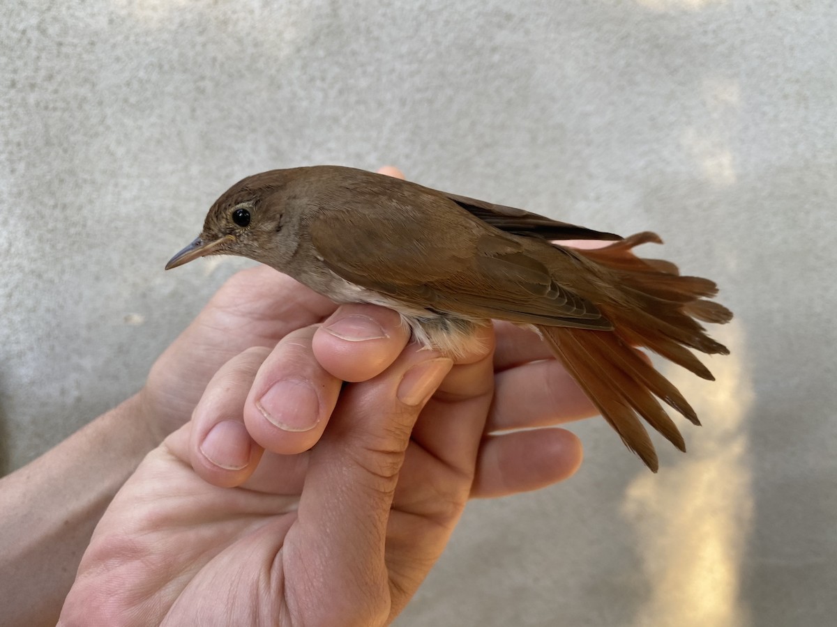 Common Nightingale (megarhynchos/africana) - ML619280837