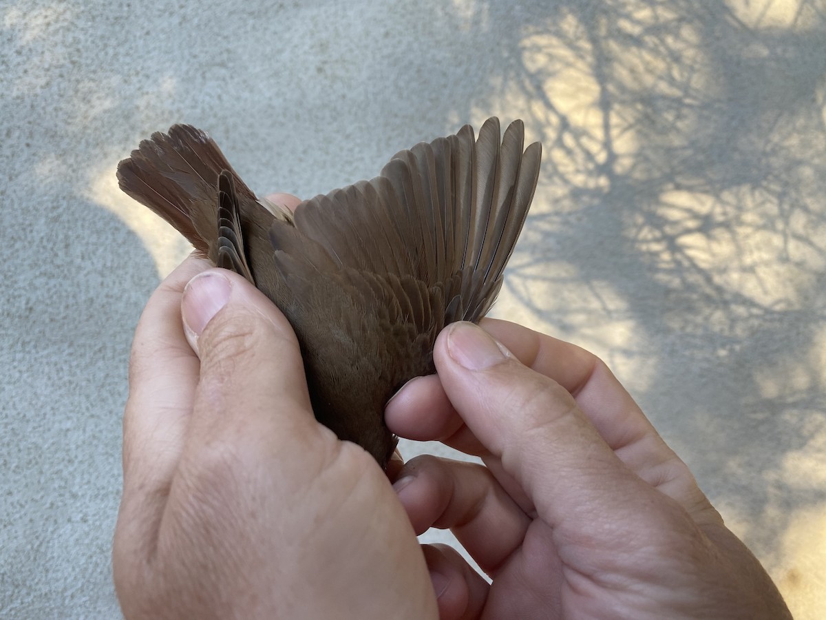 Common Nightingale (megarhynchos/africana) - ML619280839