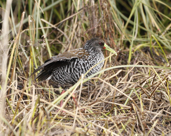 Spotted Rail - ML619280897
