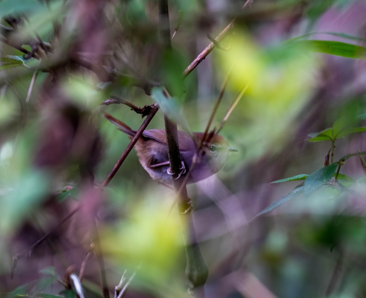 Chestnut-crowned Bush Warbler - ML619280934