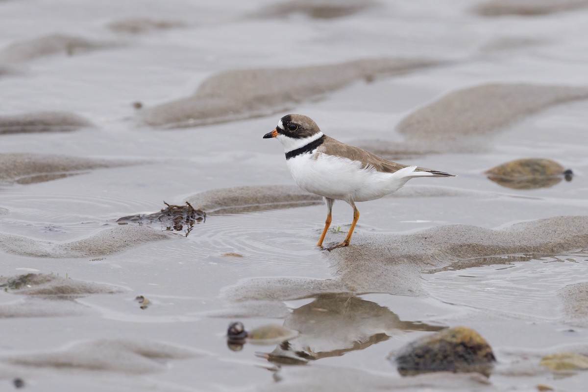 Semipalmated Plover - ML619280970