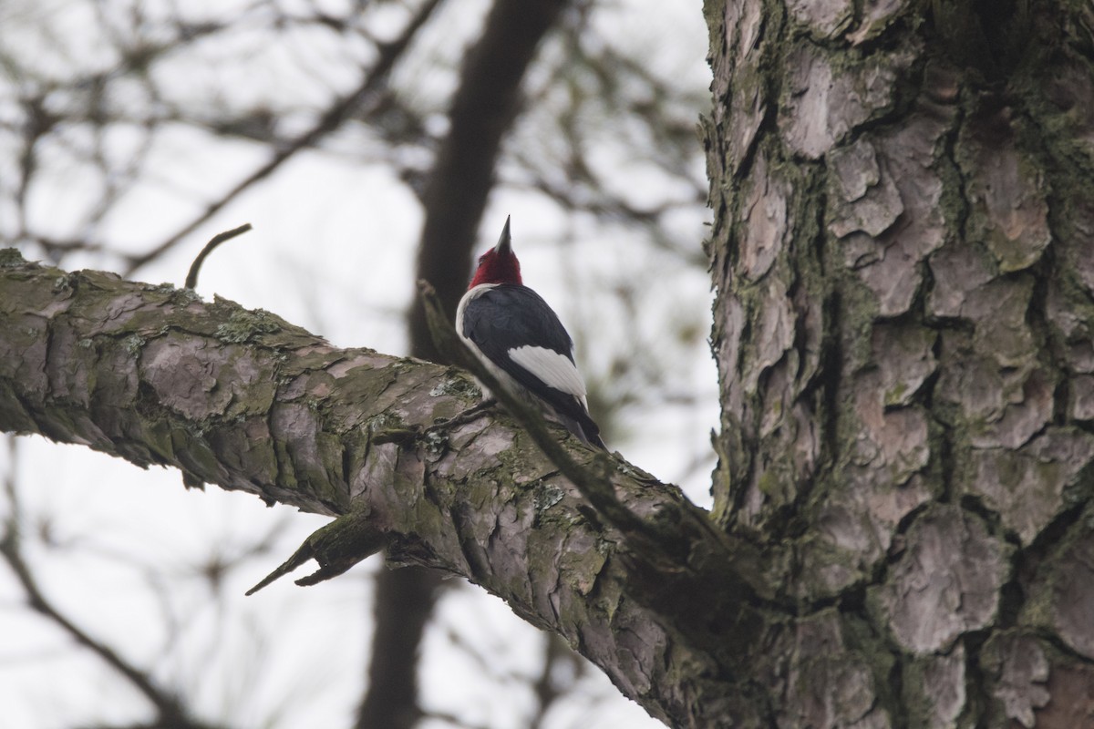 Red-headed Woodpecker - ML619281078