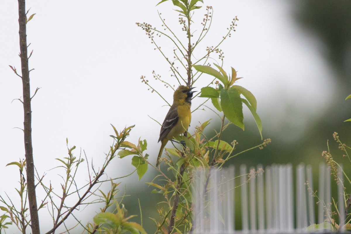 Orchard Oriole - ML619281100