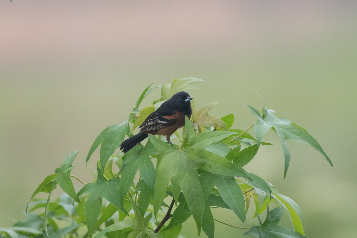 Orchard Oriole - ML619281101