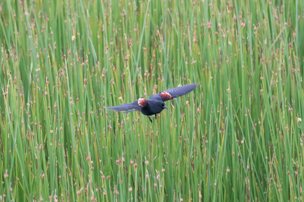 Red-winged Blackbird - ML619281109