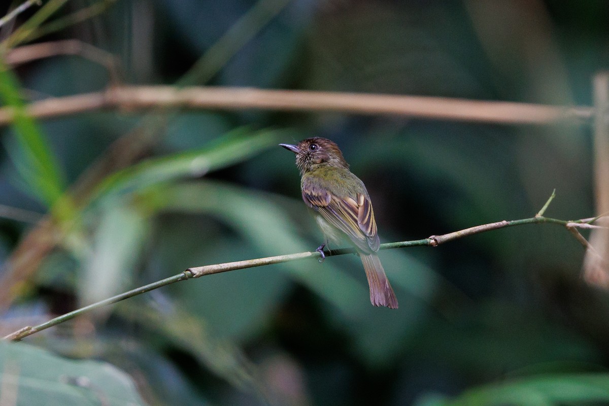 Sepia-capped Flycatcher - ML619281145