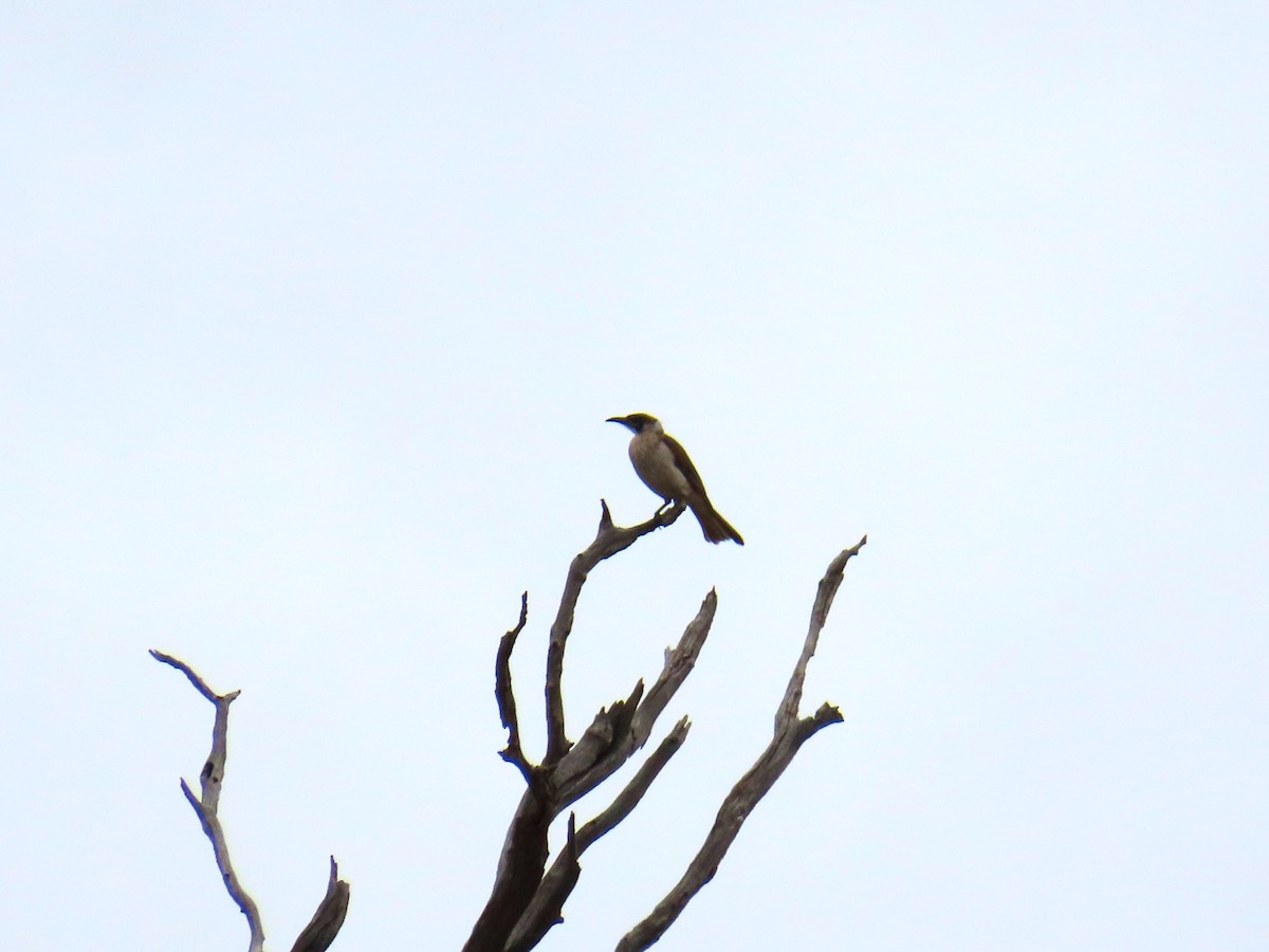 Little Friarbird - ML619281299