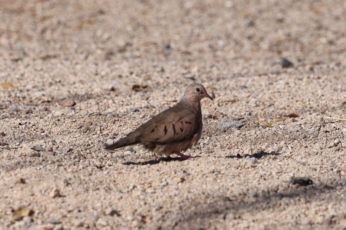 Ruddy Ground Dove - ML619281347