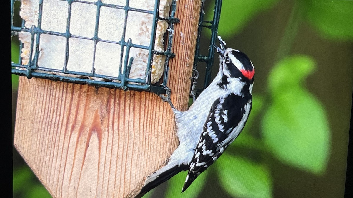 Downy Woodpecker - ML619281352
