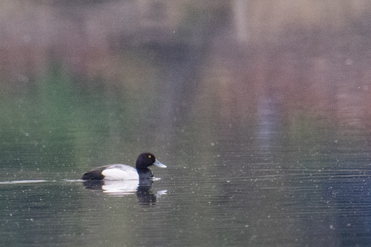 Greater Scaup - ML619281435