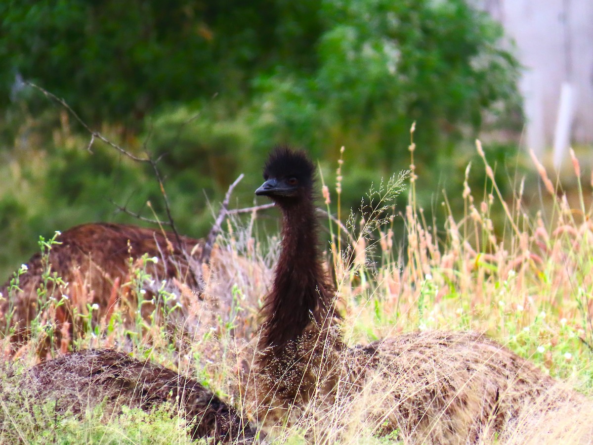 emu hnědý - ML619281450