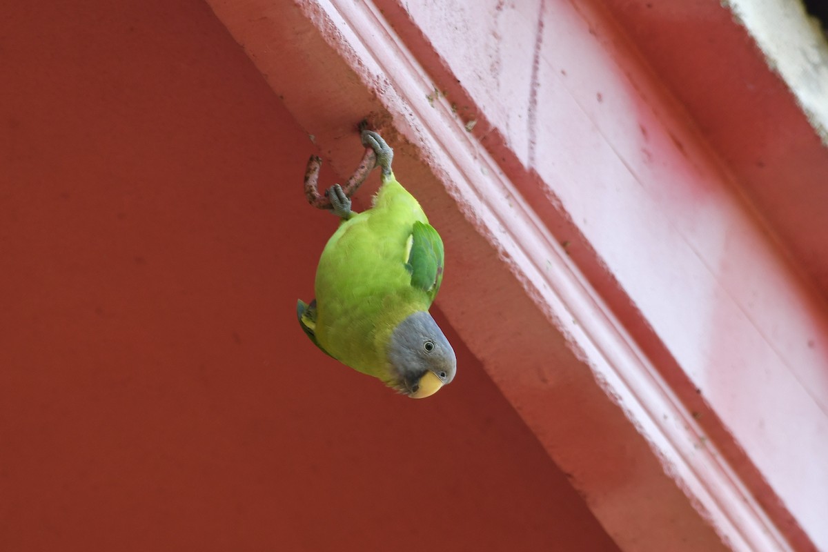 Розовоголовый кольчатый попугай - ML619281464