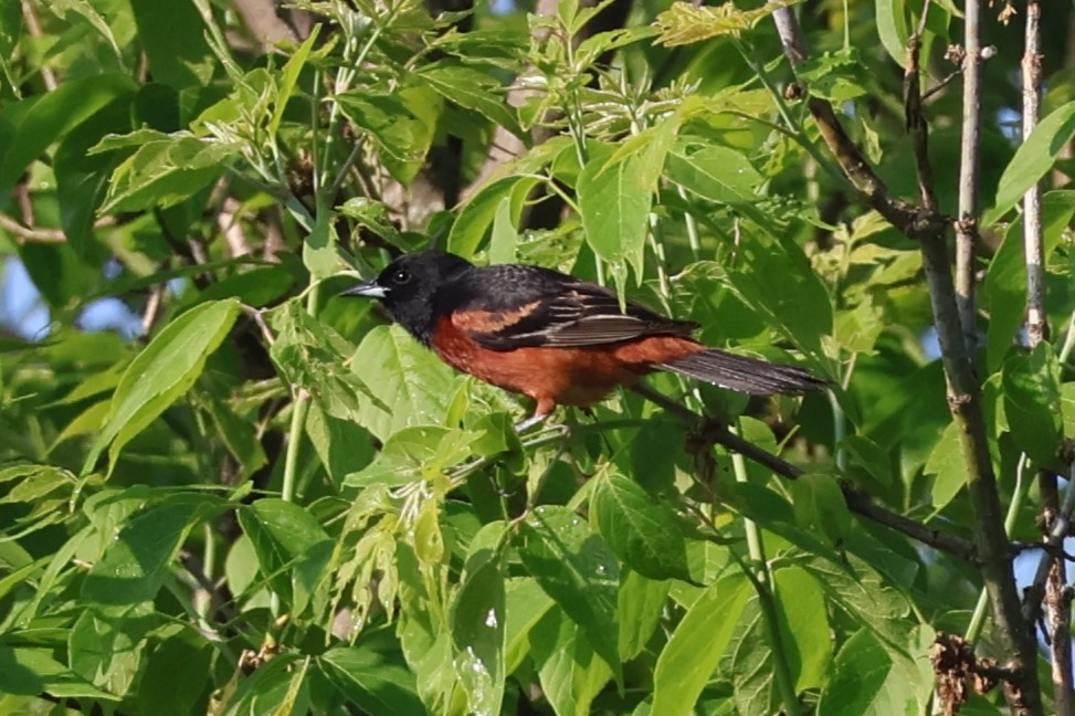 Orchard Oriole - ML619281486
