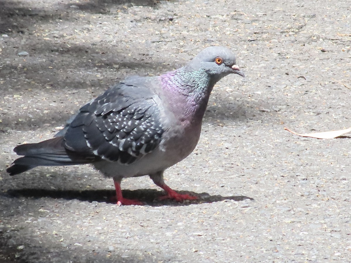 Pigeon biset (forme domestique) - ML619281503