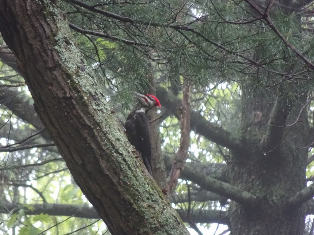 Pileated Woodpecker - ML619281591