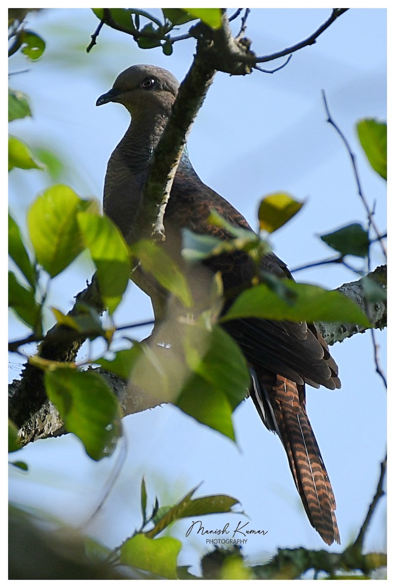 Barred Cuckoo-Dove - ML619281628