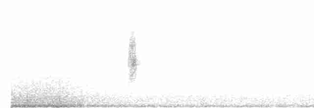 White-banded Mockingbird - ML619281629