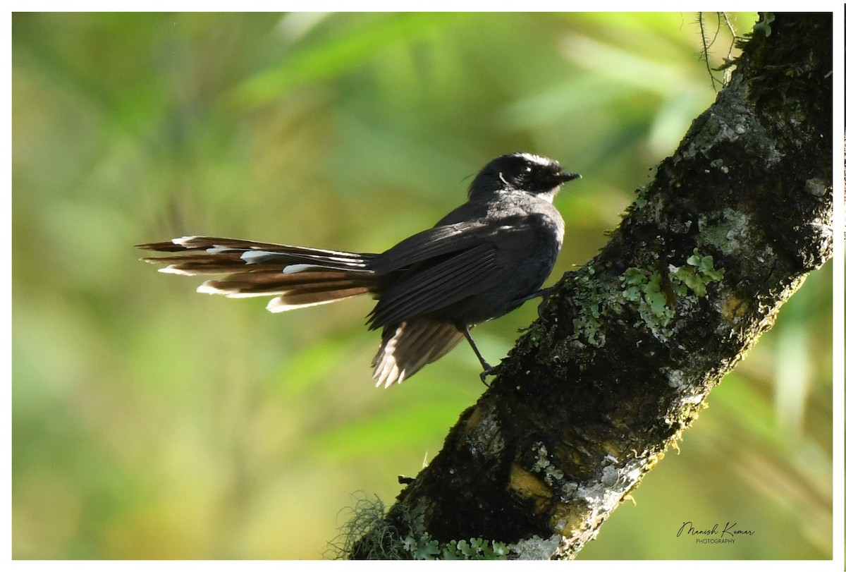 White-throated Fantail - ML619281697