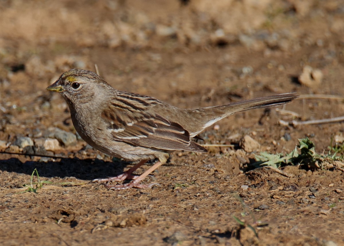 Golden-crowned Sparrow - ML619281722