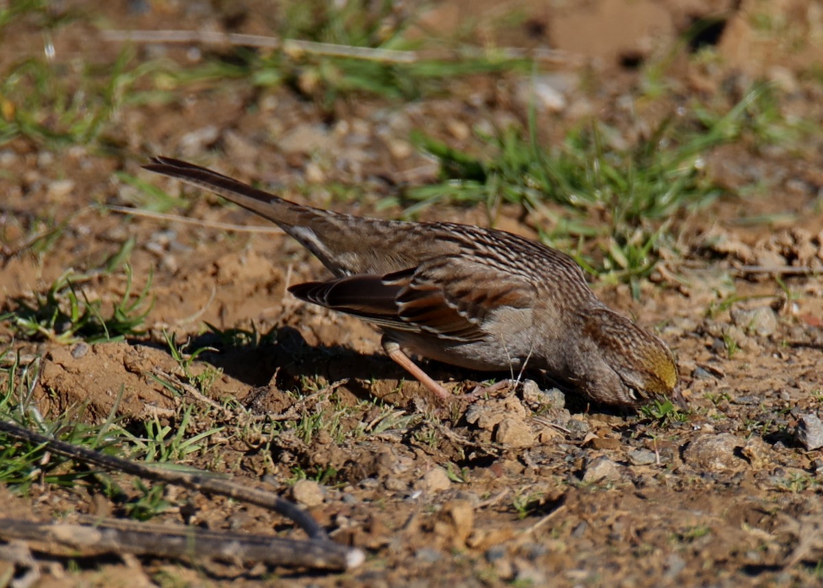 Golden-crowned Sparrow - ML619281723