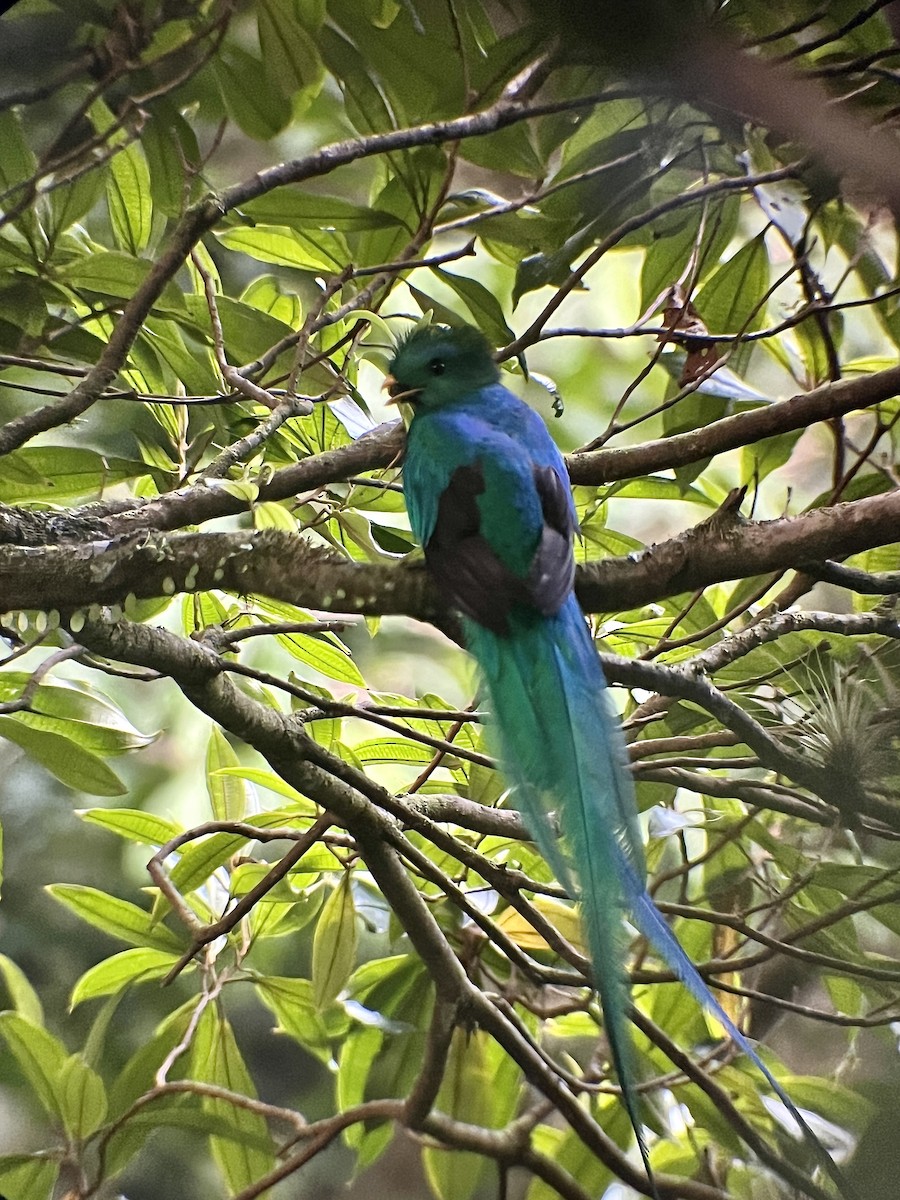Quetzal (costaricensis) - ML619281738