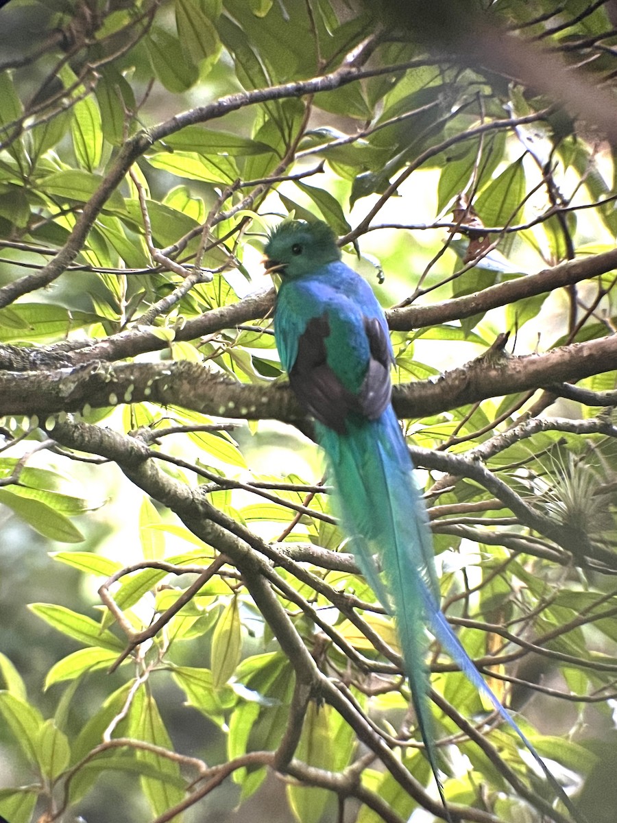 Quetzal resplendissant (costaricensis) - ML619281771