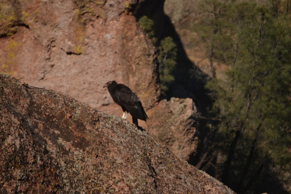 California Condor - ML619281776