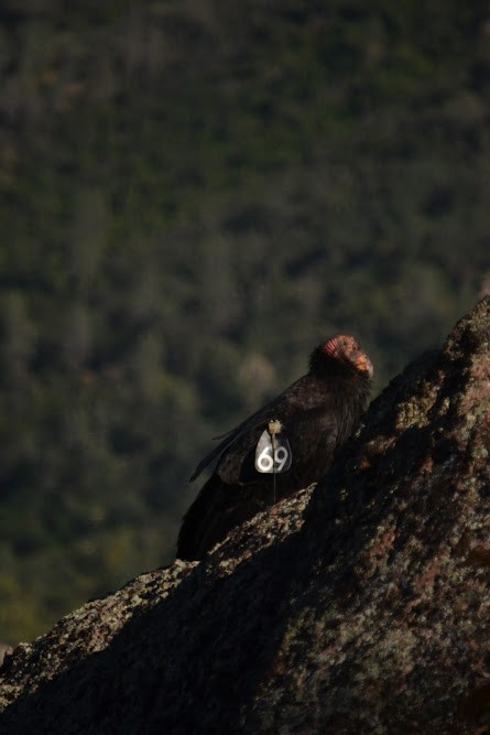 Condor de Californie - ML619281777