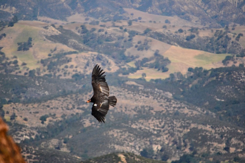 California Condor - ML619281778