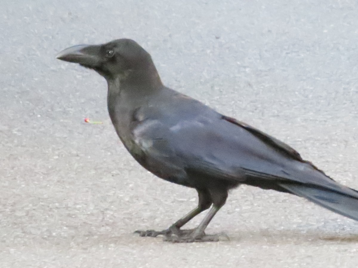 Large-billed Crow - ML619281822
