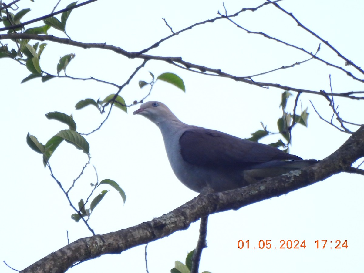 holub světlebřichý - ML619281825