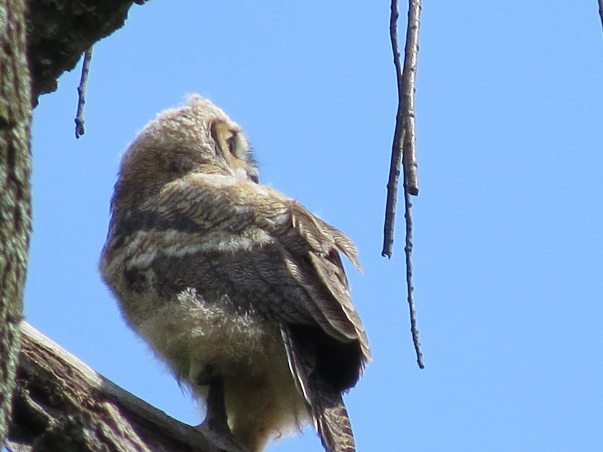 Great Horned Owl - ML619281841