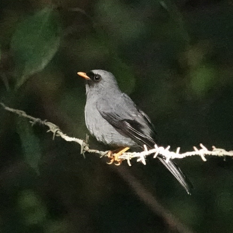 Black-faced Solitaire - ML619281896