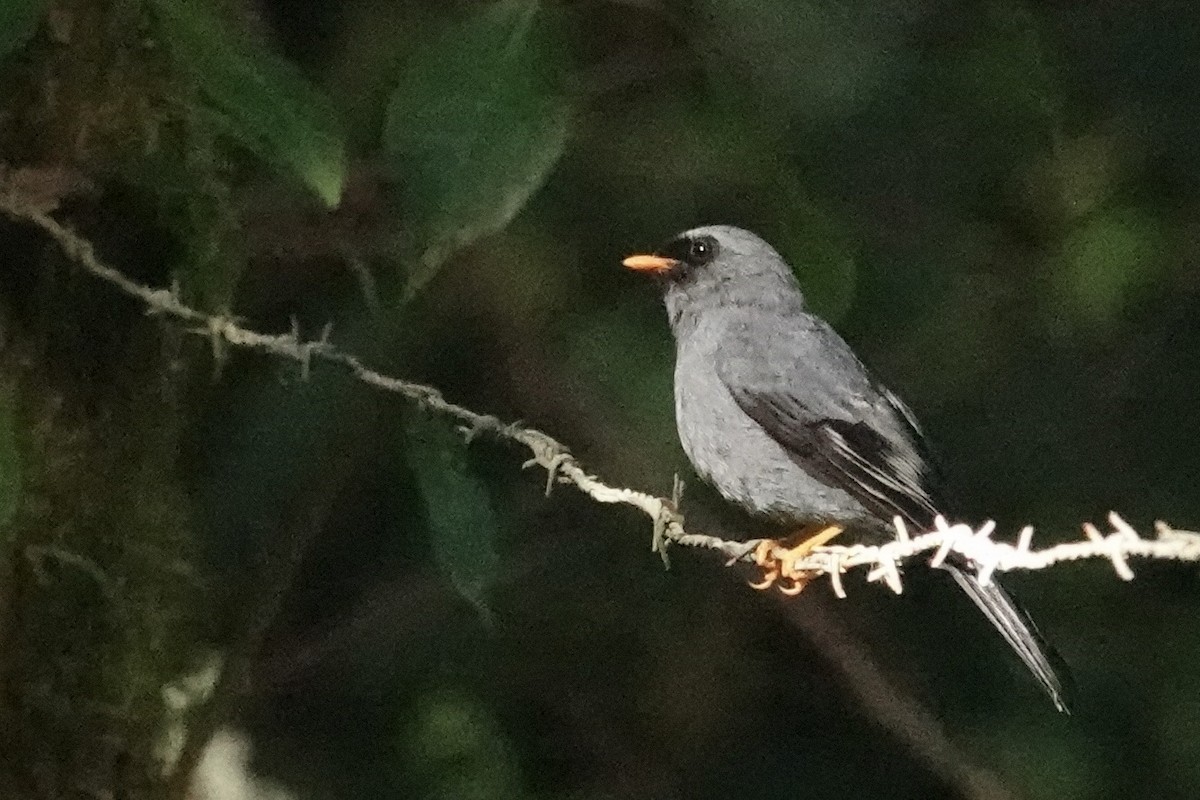 Black-faced Solitaire - ML619281899