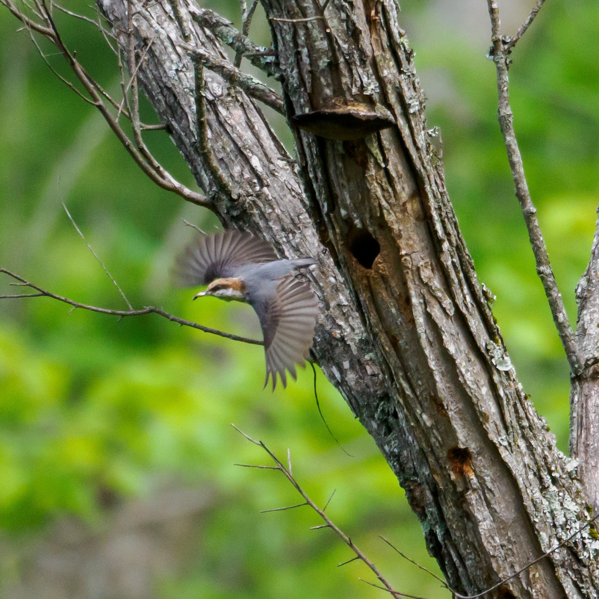 Brown-headed Nuthatch - ML619281986