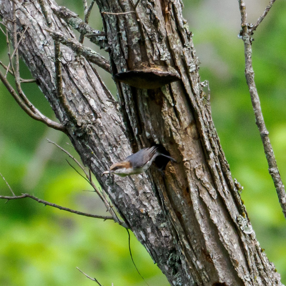Brown-headed Nuthatch - ML619281987