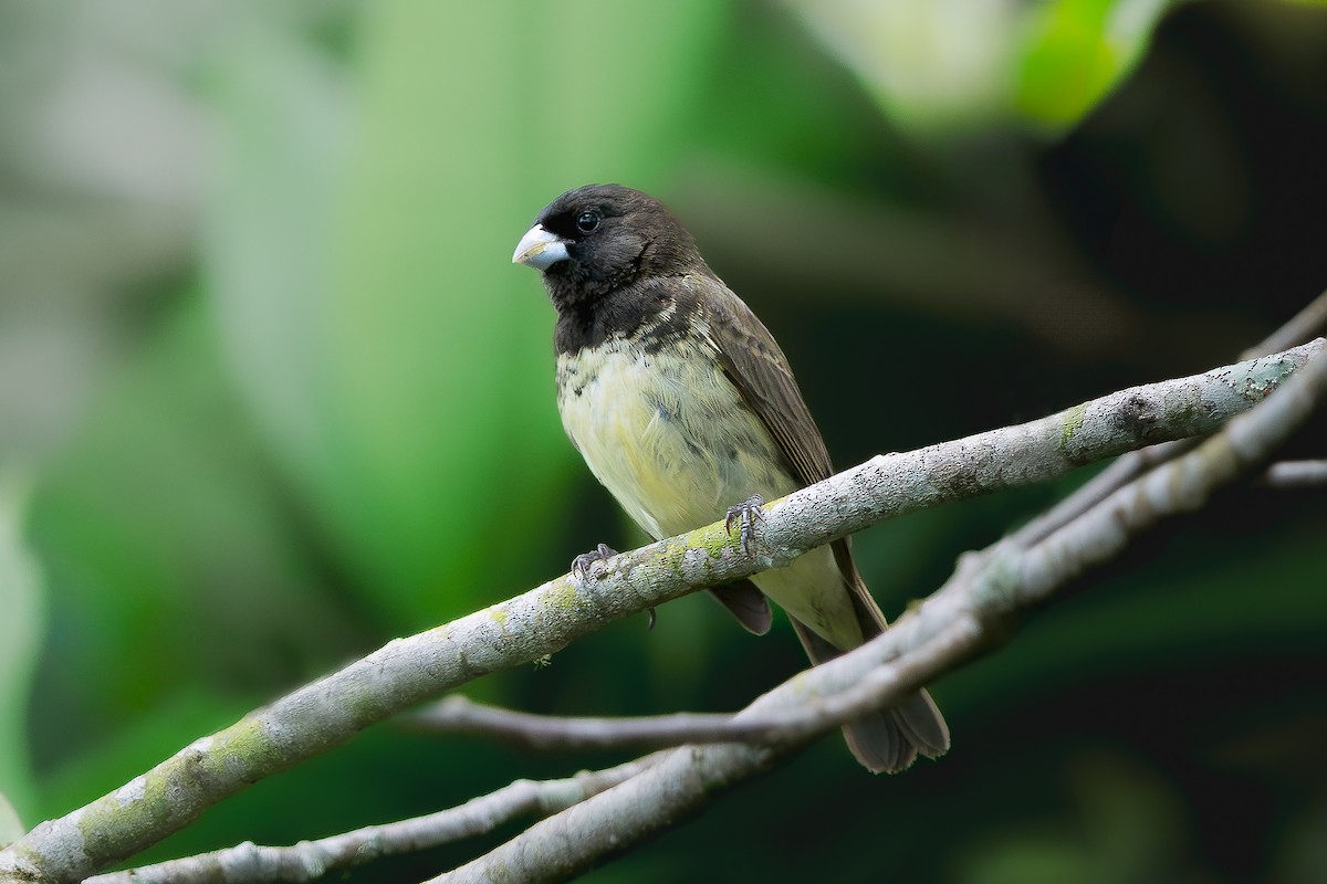 Yellow-bellied Seedeater - ML619282023