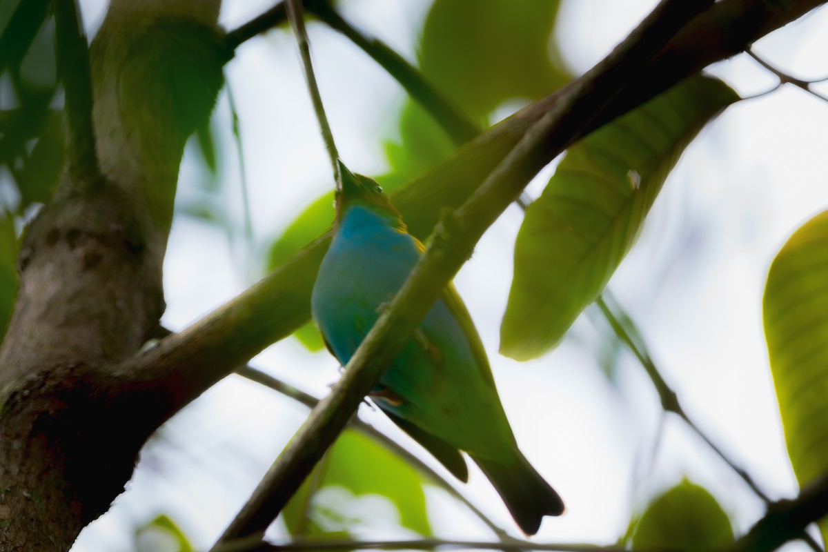 Bay-headed Tanager - ML619282046