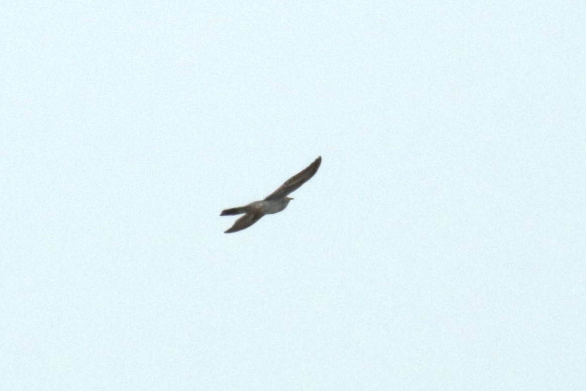 Common Cuckoo - ML619282058
