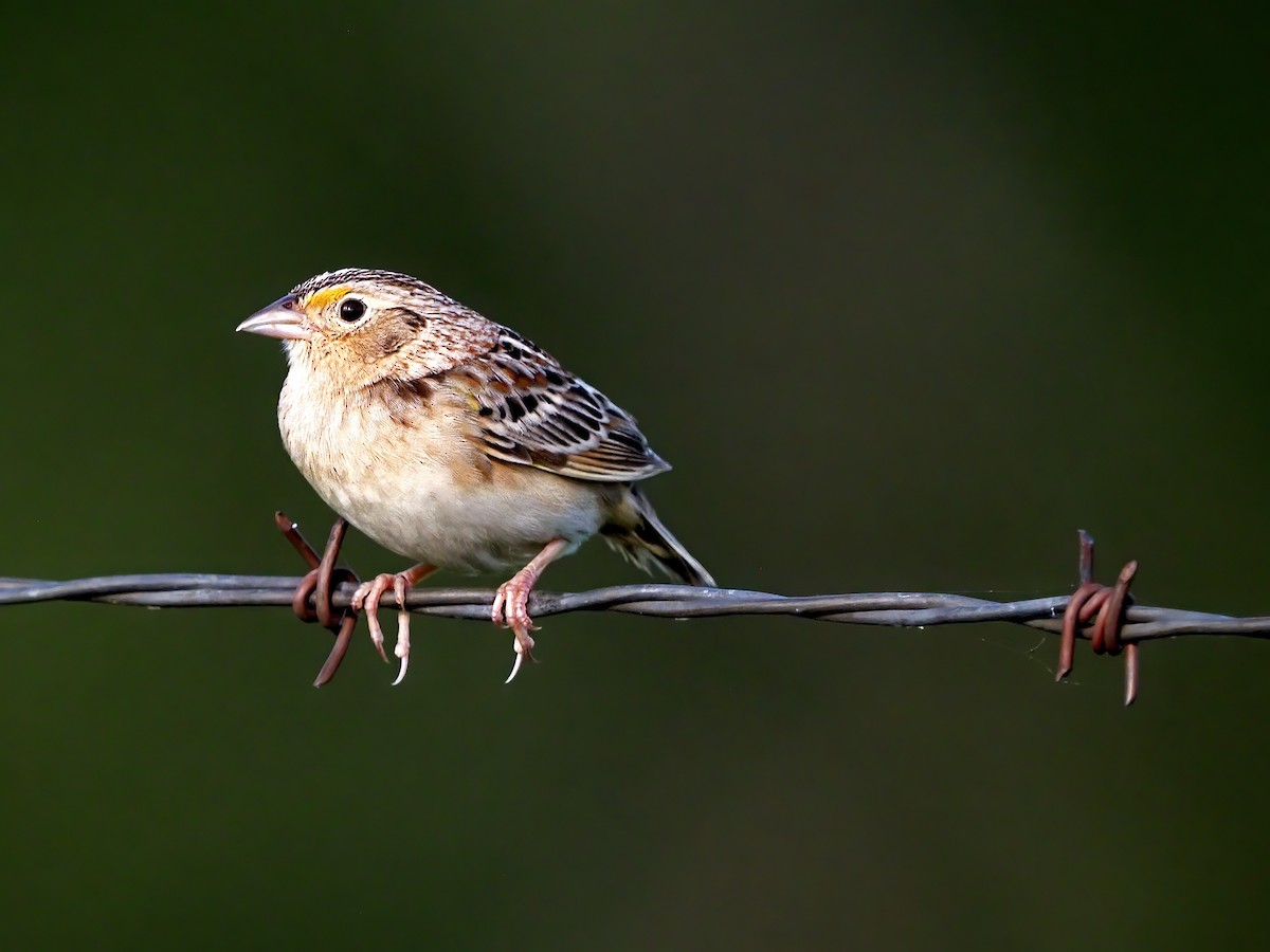 Grasshopper Sparrow - ML619282085