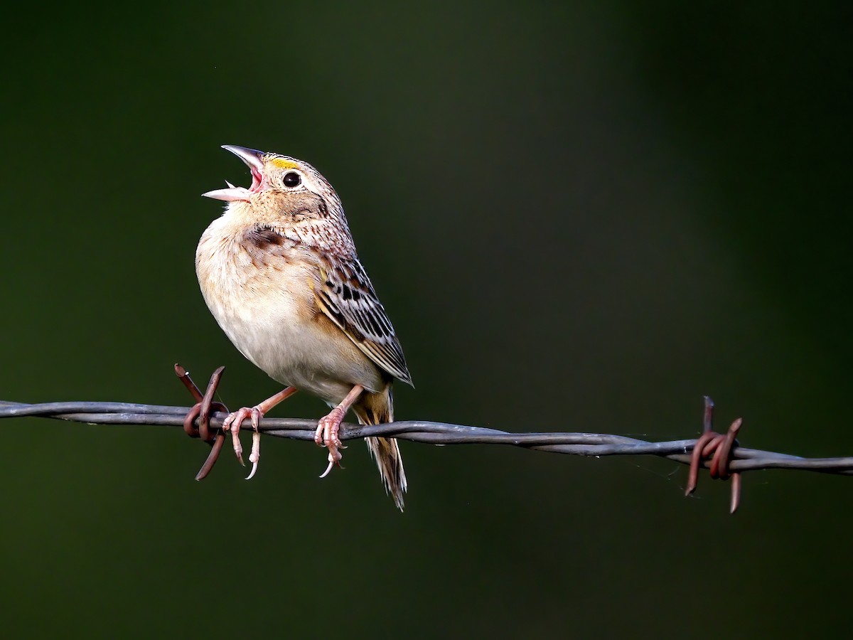 Grasshopper Sparrow - ML619282106