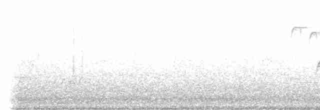 Светлобрюхий фиби - ML619282135
