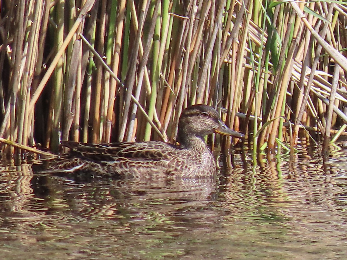 Green-winged Teal - ML619282156