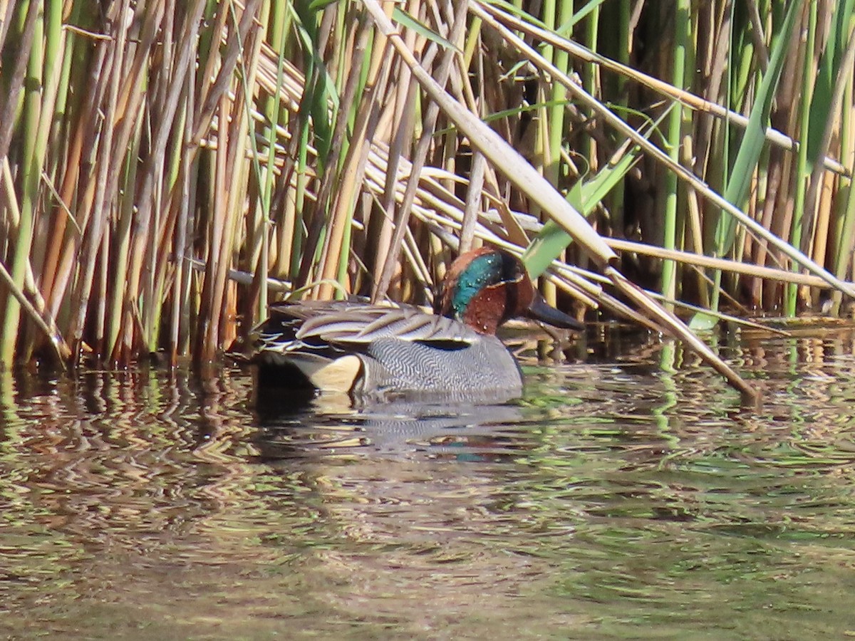 Green-winged Teal - ML619282157