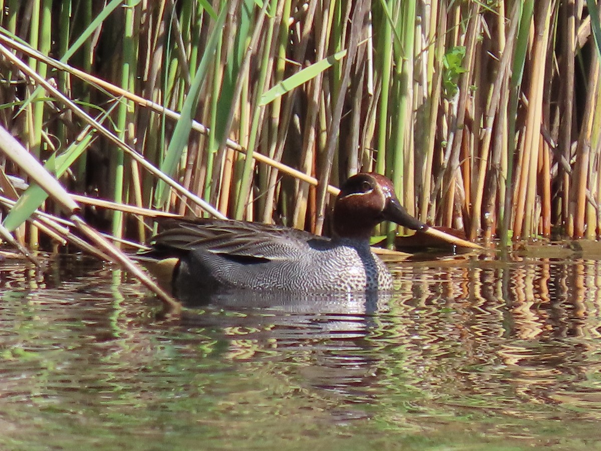 Green-winged Teal - ML619282158